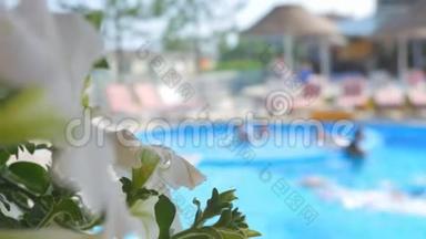 前景中的花。 在游泳池里游泳，闻到白花的味道。 游泳池附近的日光浴卧室。
